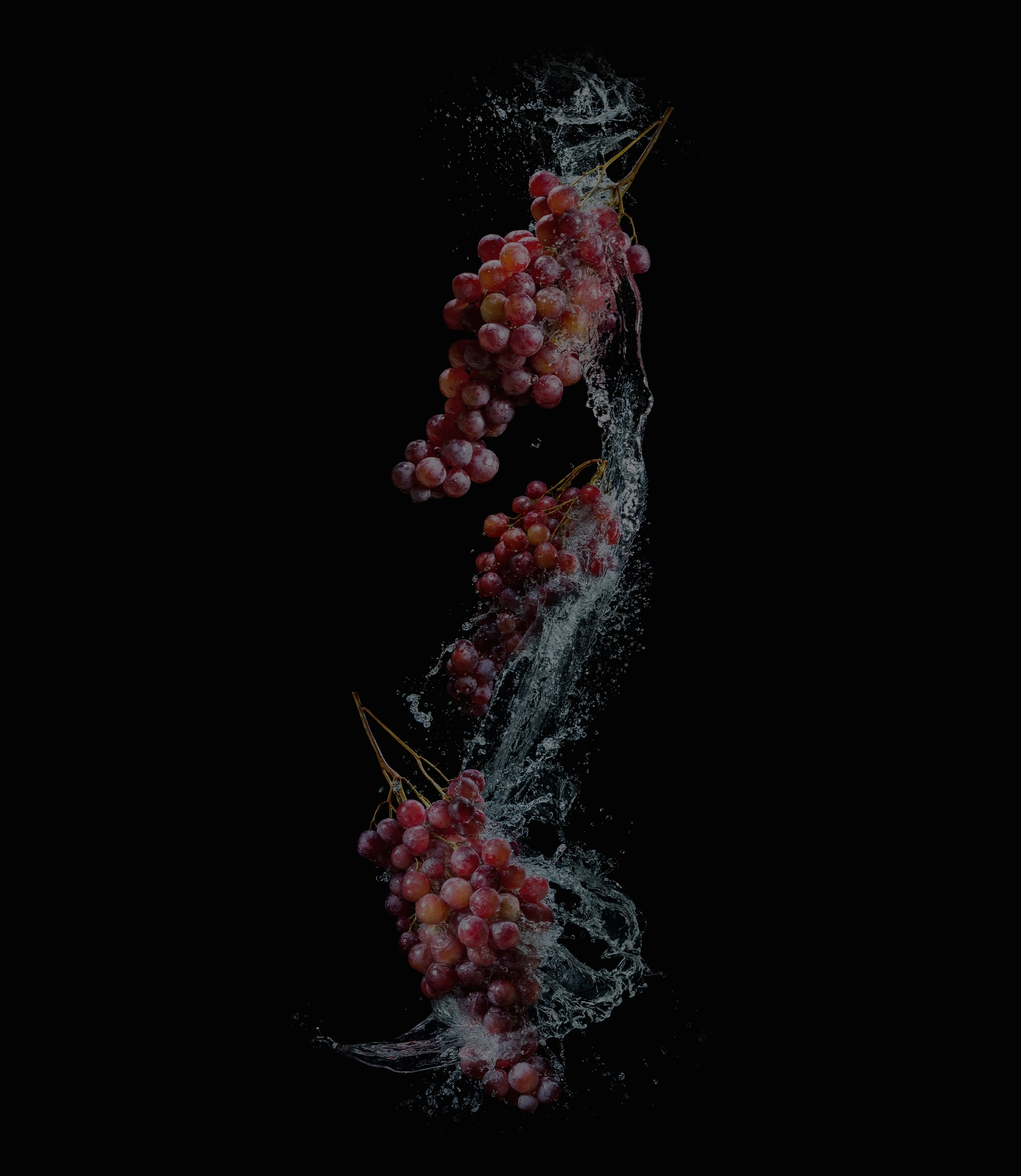 wet wine-grapes with waterdrops on a black background